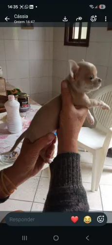 Mini chiuahua legítimo olho azul!!