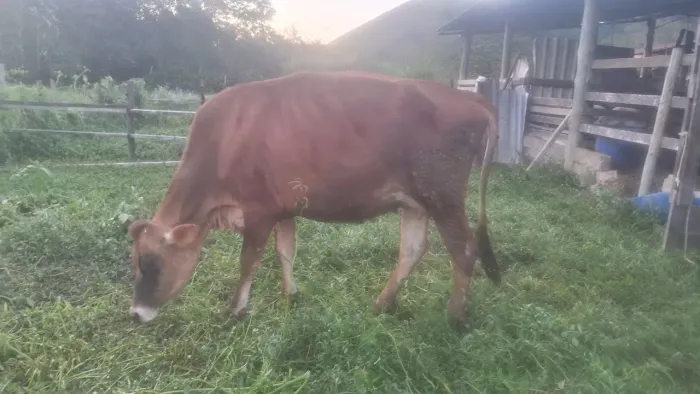Linda novilha jersey pura