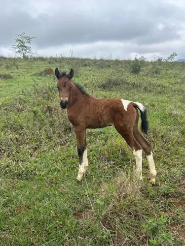 Potro pampa