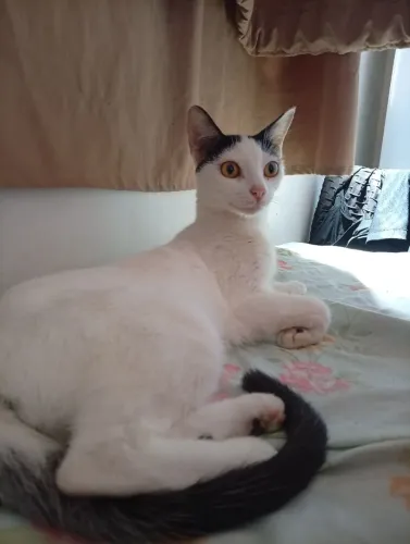 Gatinha dócil