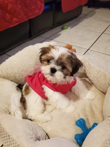 Shih tzu disponivel