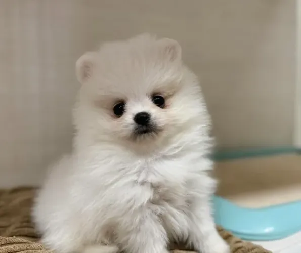 Cachorro Lulu da Pomerania mês novo, leve alegria pra casa