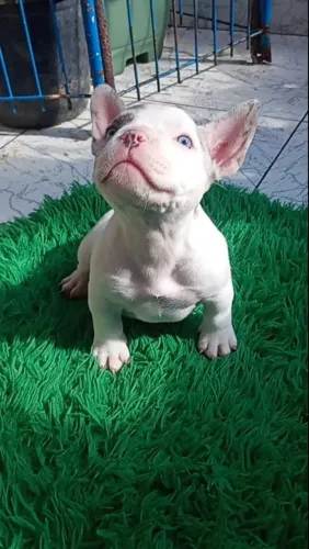 Exótic Bully micro fêmea
