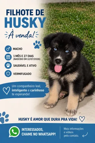 Filhotes de Husky à venda