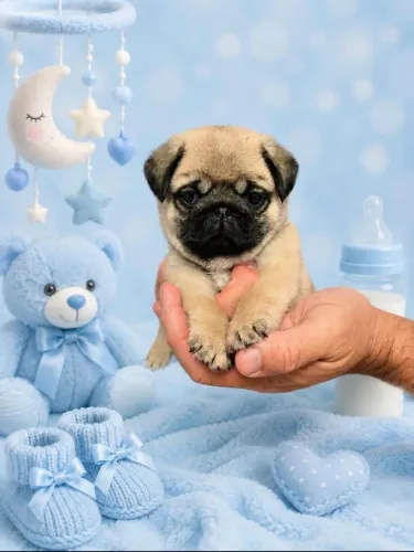 Filhote macho de Pug com pedigree 