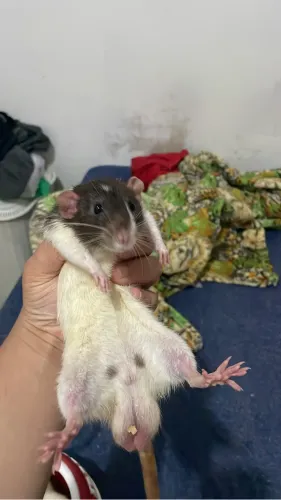Rato Twister  macho