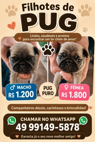 Pug