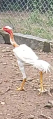 Aves.