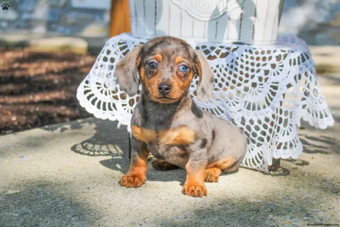 Dachshund | Disponível Hoje mesmo