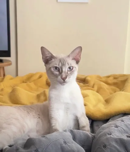 Gatinha para adoção