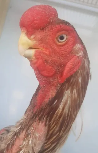 Raça índio bico curto