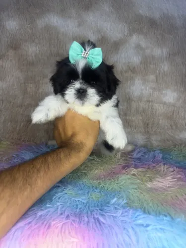 Shih tzu fêmea mini 