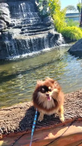 Lulu da pomerania