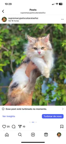 MAINE COON FEMEA TRICOLOR