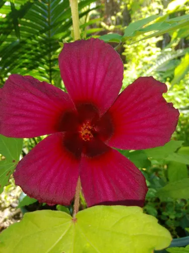 Jardins plantas vinagreira