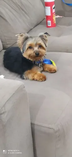 Yorkshire terrier macho