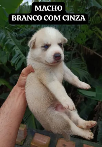 Filhotes husky siberiano puros