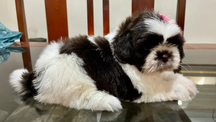 Shihtzu 