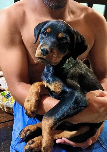 Filhotes fêmeas de Rottweiler disponíveis