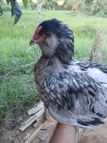 Vendo Frango Ameraucana Splash