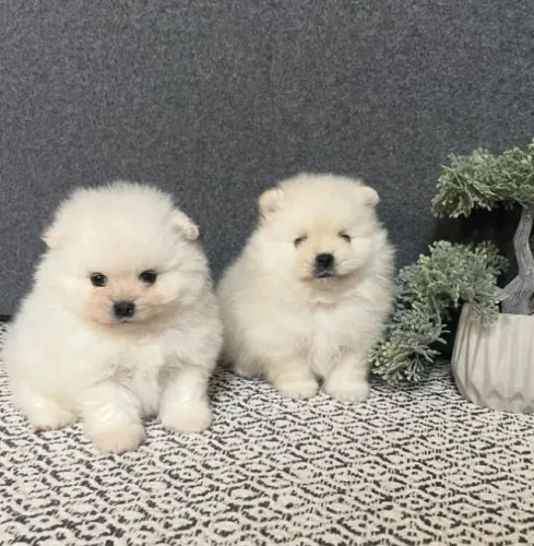 Cachorro Spitz Alemao filhote legitimo pais selecionados