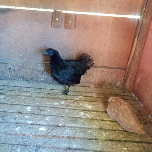 Fraquinha cemani