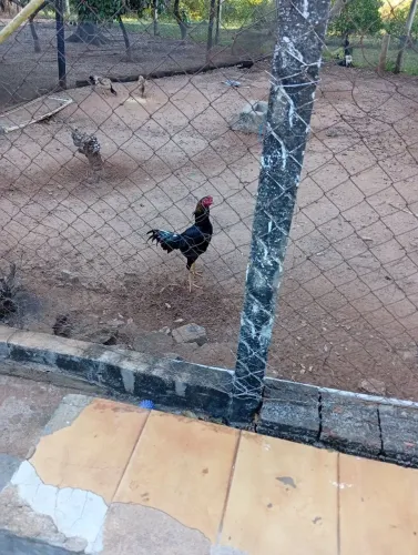 Tenho quatro franga e um frango pra venda muito boa genética 