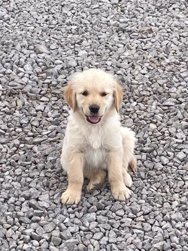 Golden retrivier