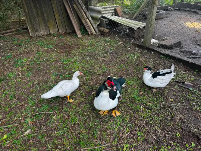 Vendo patos