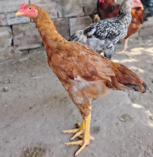 Frangos