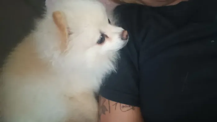 Cachorro lulu da Pomerânia querendo namorar 