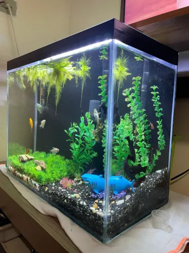 Aquário 50L