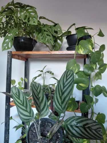Plantas