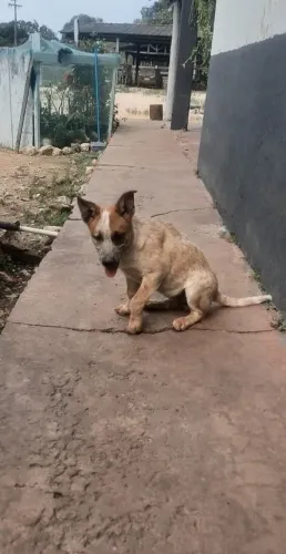 Vendo filhote Red Hilher fêmea (Boiadeiro Australiano)