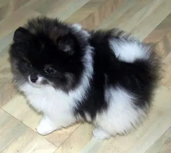 Filhote de Spitz Alemão Com Muito Charme e Amor Para Compartilhar