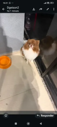 Lulu macho