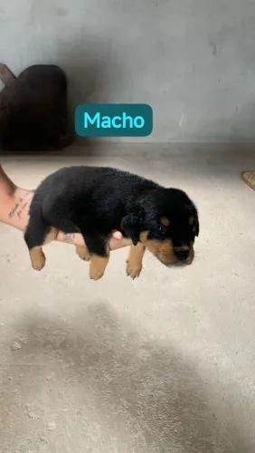 Filhote de rottweiler