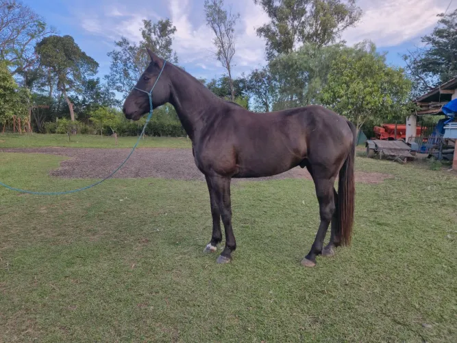 Cavalo Quarto de Milha meio sangue 5 anos