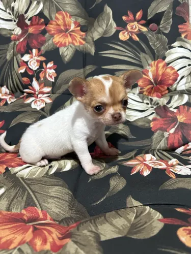 Filhote macho de chihuahua