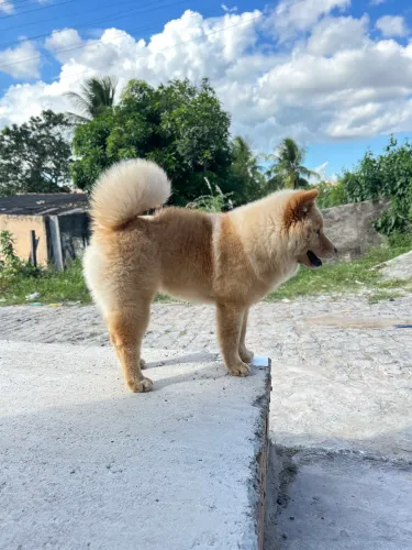 Cachorra fêmea 