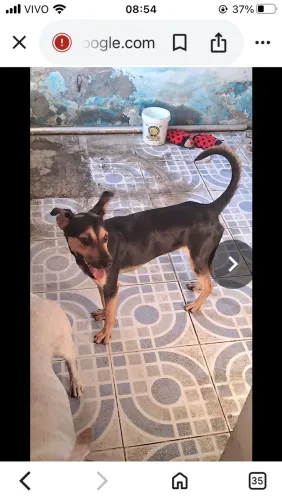 Adoção