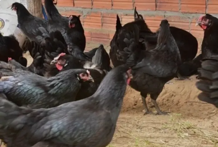 ESTOU DOANDO 12 GALINHAS PRETA DE 20 mil