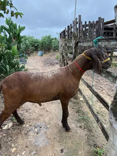 Carneiro Santa Inês