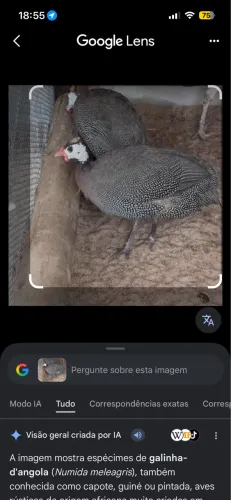 Vendo galinha da angola