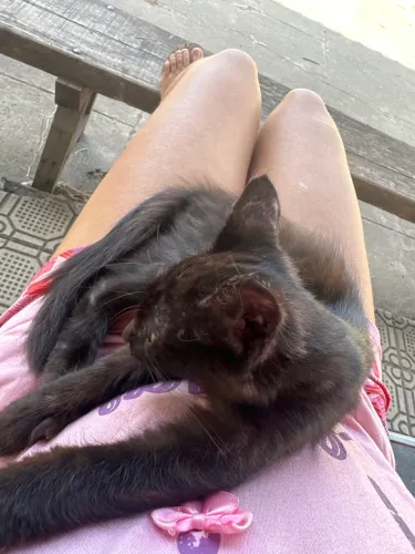 Doa-se gatinho