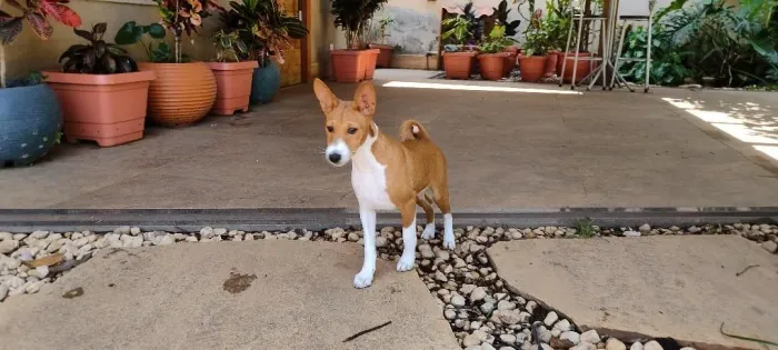 Filhotes de Basenji