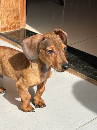 Daschund macho 