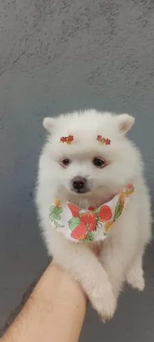 Vendo lindos filhotes SPITZ