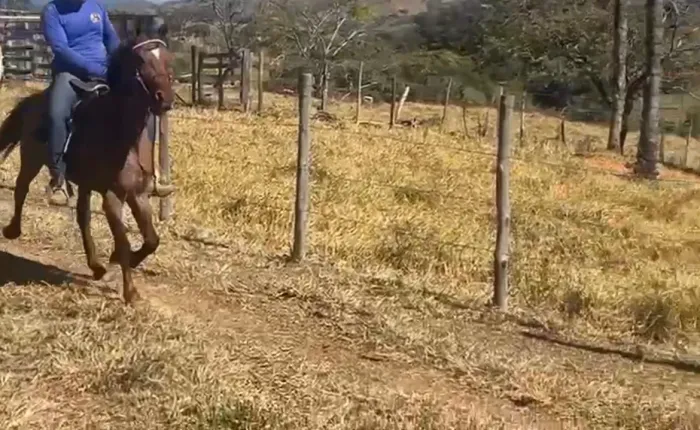 Vendo cavalo mangalarga com registro!