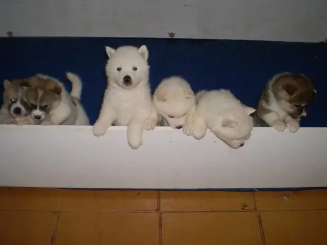 Filhotes Machos Akita Inu